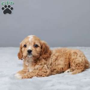 Mike, Cavapoo Puppy
